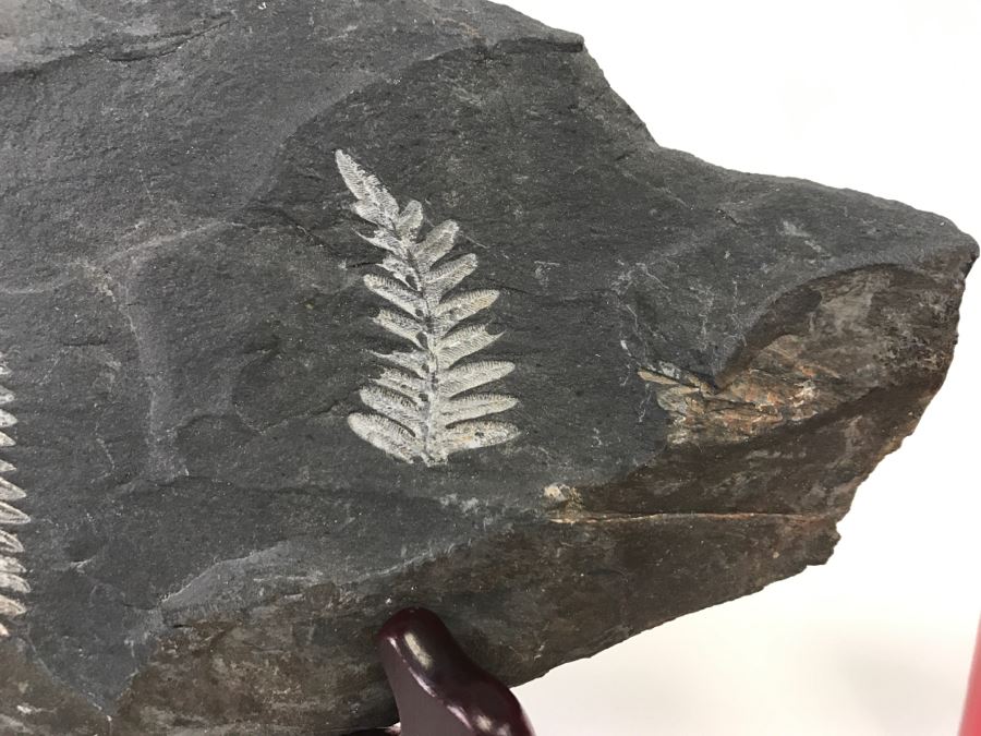 Old Fossils On Front And Back Of Slate Slab - 11'W x 7'H [Photo 5]
