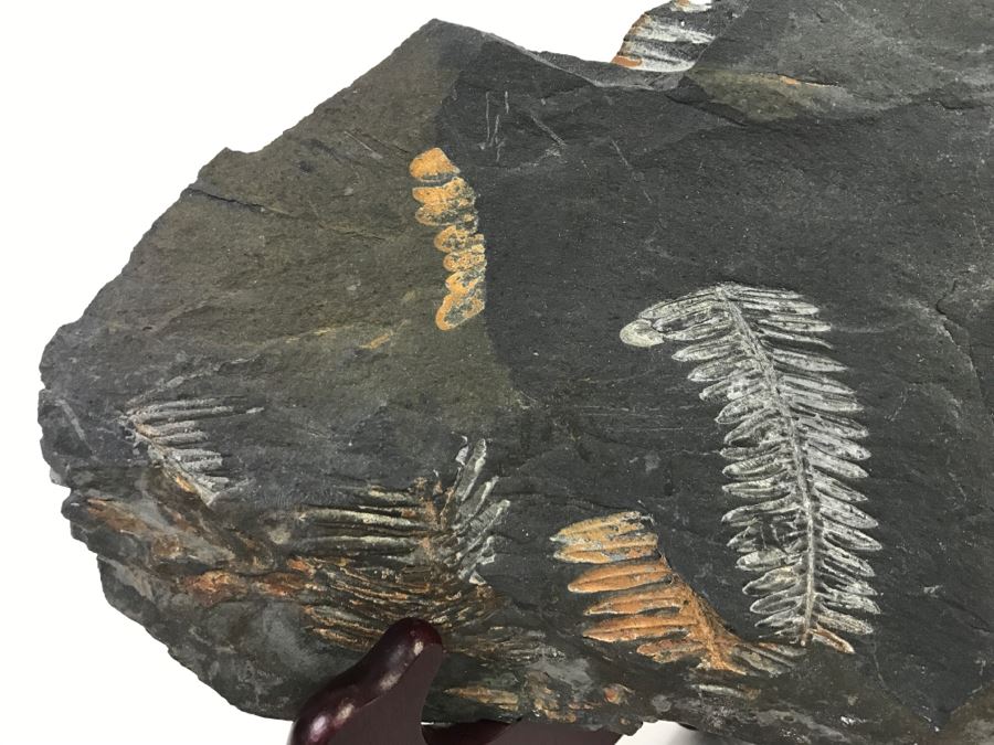 Old Fossils On Front And Back Of Slate Slab - 11'W x 7'H [Photo 3]