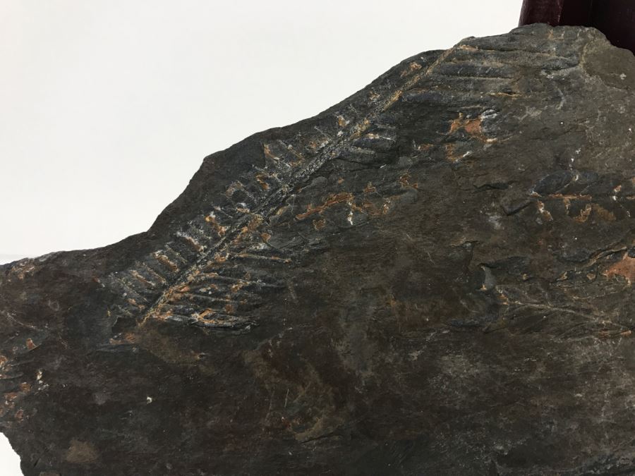 Old Fossils On Front And Back Of Slate Slab - 11'W x 7'H [Photo 7]