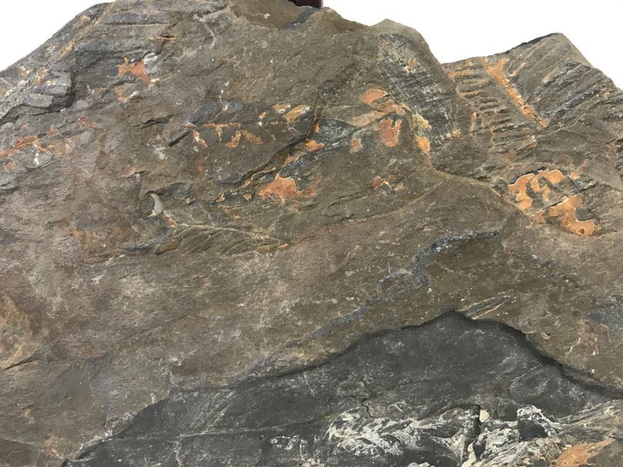 Old Fossils On Front And Back Of Slate Slab - 11'W x 7'H [Photo 8]