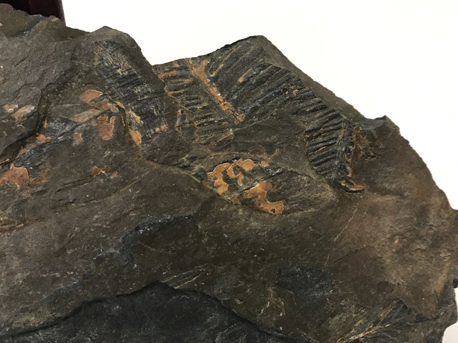 Old Fossils On Front And Back Of Slate Slab - 11'W x 7'H [Photo 9]