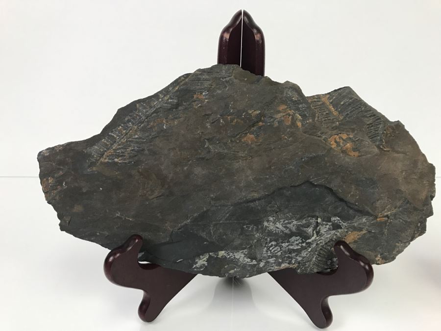 Old Fossils On Front And Back Of Slate Slab - 11'W x 7'H [Photo 6]
