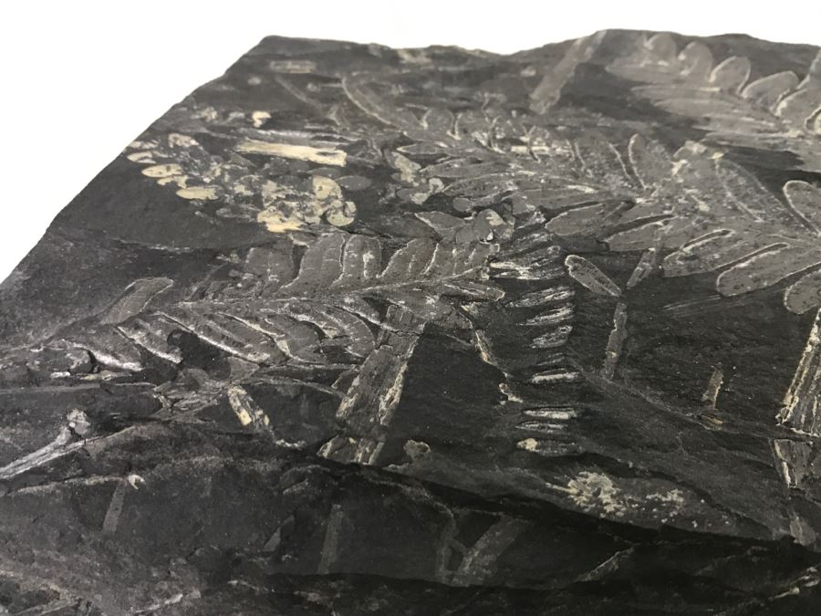 Old Fossils On Front And Back Of Slate Slab - 1'8'W X 8'H [Photo 6]
