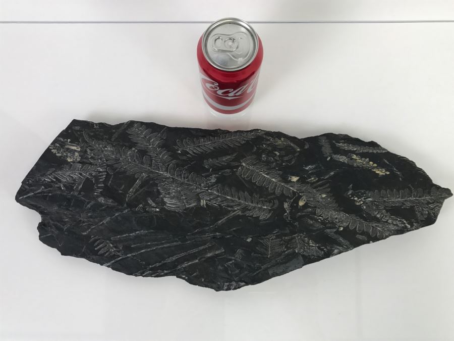Old Fossils On Front And Back Of Slate Slab - 1'8'W X 8'H