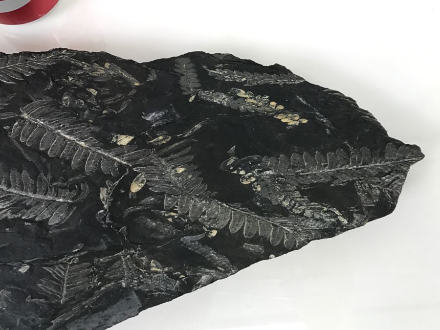Old Fossils On Front And Back Of Slate Slab - 1'8'W X 8'H [Photo 5]