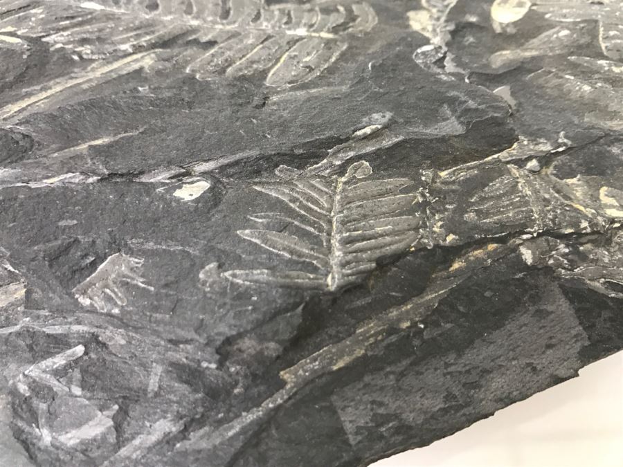 Old Fossils On Front And Back Of Slate Slab - 1'8'W X 8'H [Photo 10]