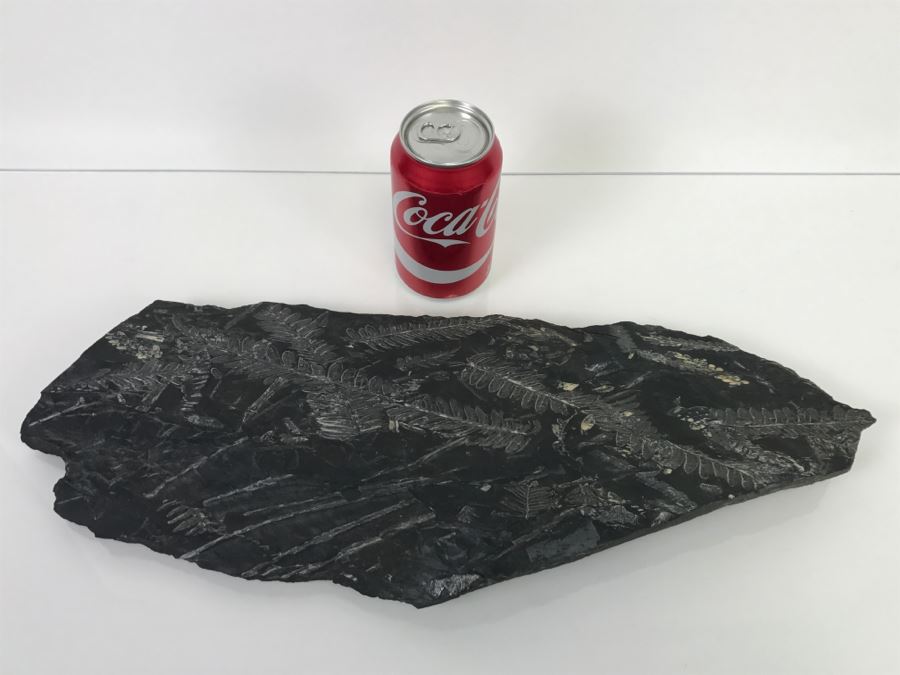 Old Fossils On Front And Back Of Slate Slab - 1'8'W X 8'H [Photo 2]