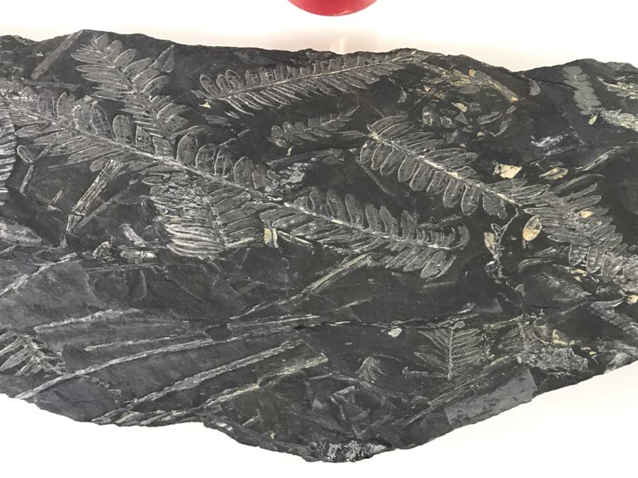 Old Fossils On Front And Back Of Slate Slab - 1'8'W X 8'H [Photo 4]