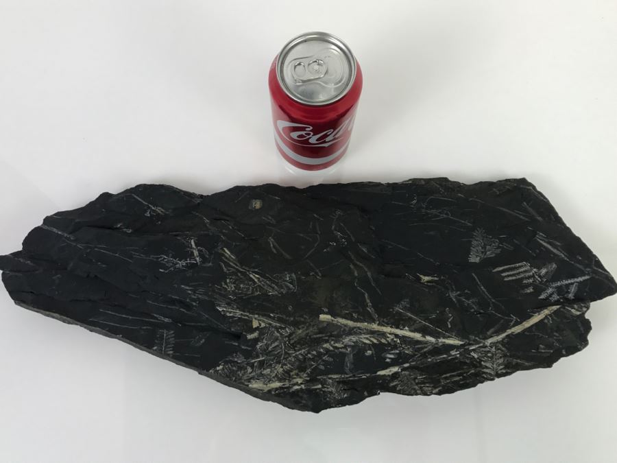 Old Fossils On Front And Back Of Slate Slab - 1'8'W X 8'H [Photo 11]