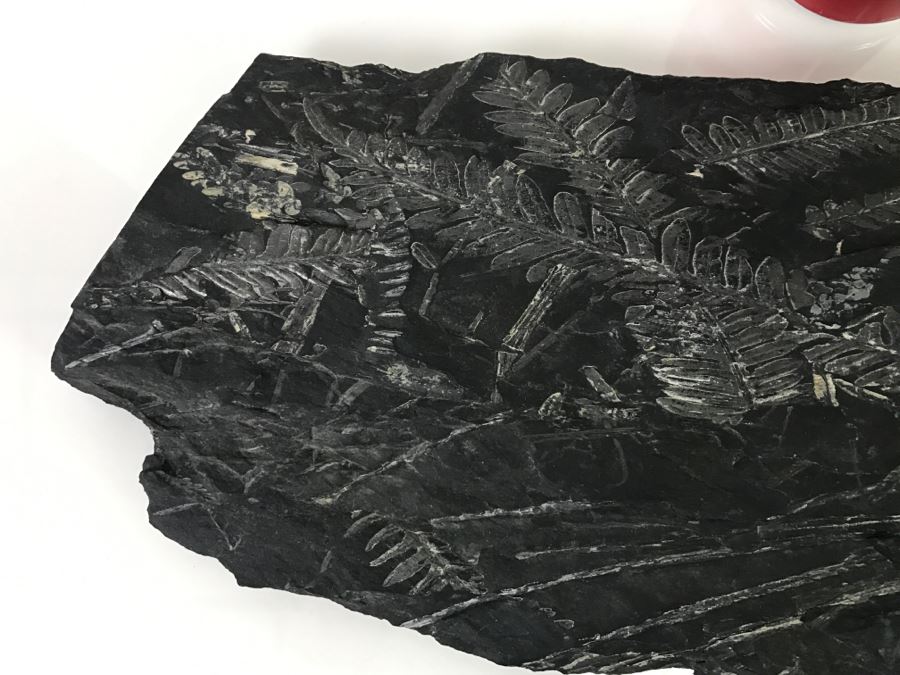 Old Fossils On Front And Back Of Slate Slab - 1'8'W X 8'H [Photo 3]