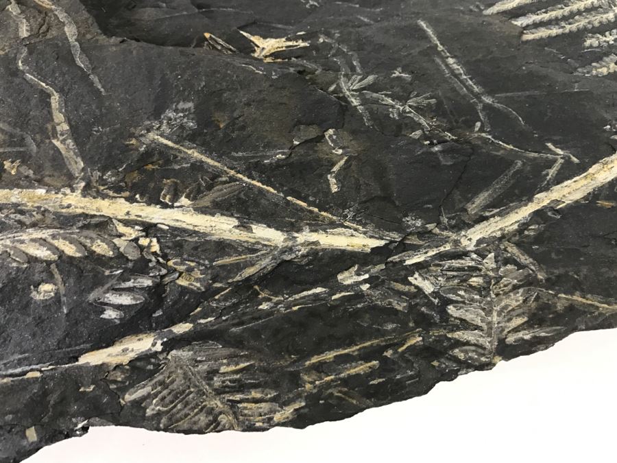 Old Fossils On Front And Back Of Slate Slab - 1'8'W X 8'H [Photo 16]