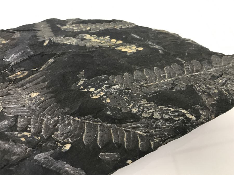 Old Fossils On Front And Back Of Slate Slab - 1'8'W X 8'H [Photo 9]