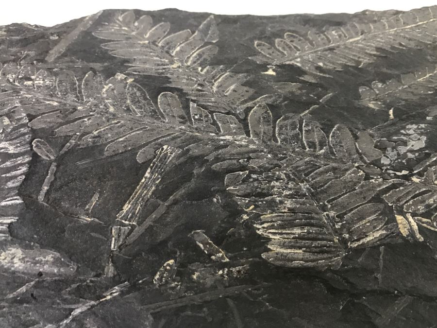 Old Fossils On Front And Back Of Slate Slab - 1'8'W X 8'H [Photo 7]