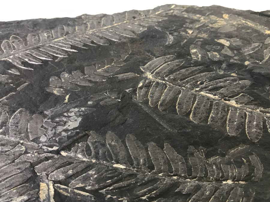 Old Fossils On Front And Back Of Slate Slab - 1'8'W X 8'H [Photo 8]