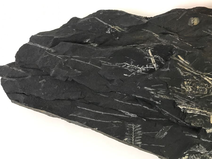 Old Fossils On Front And Back Of Slate Slab - 1'8'W X 8'H [Photo 13]