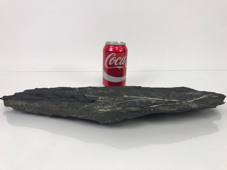 Old Fossils On Front And Back Of Slate Slab - 1'8'W X 8'H [Photo 18]