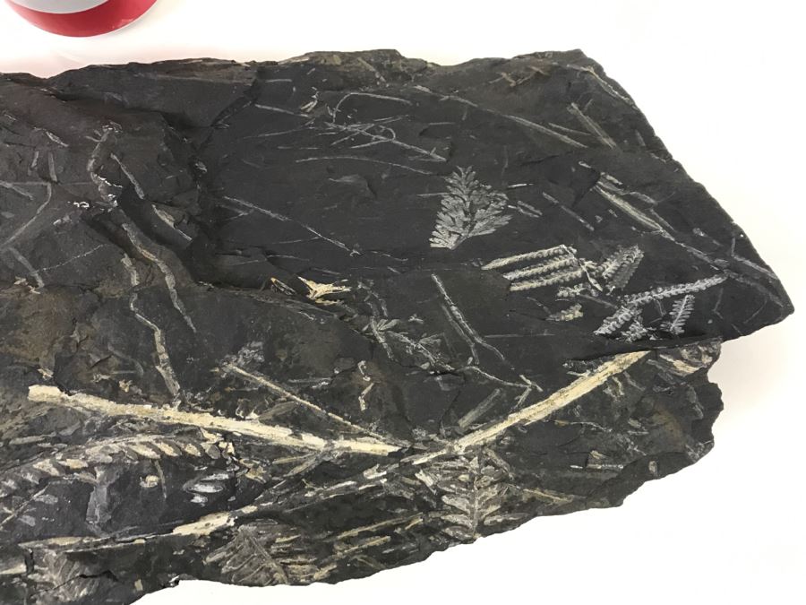 Old Fossils On Front And Back Of Slate Slab - 1'8'W X 8'H [Photo 14]