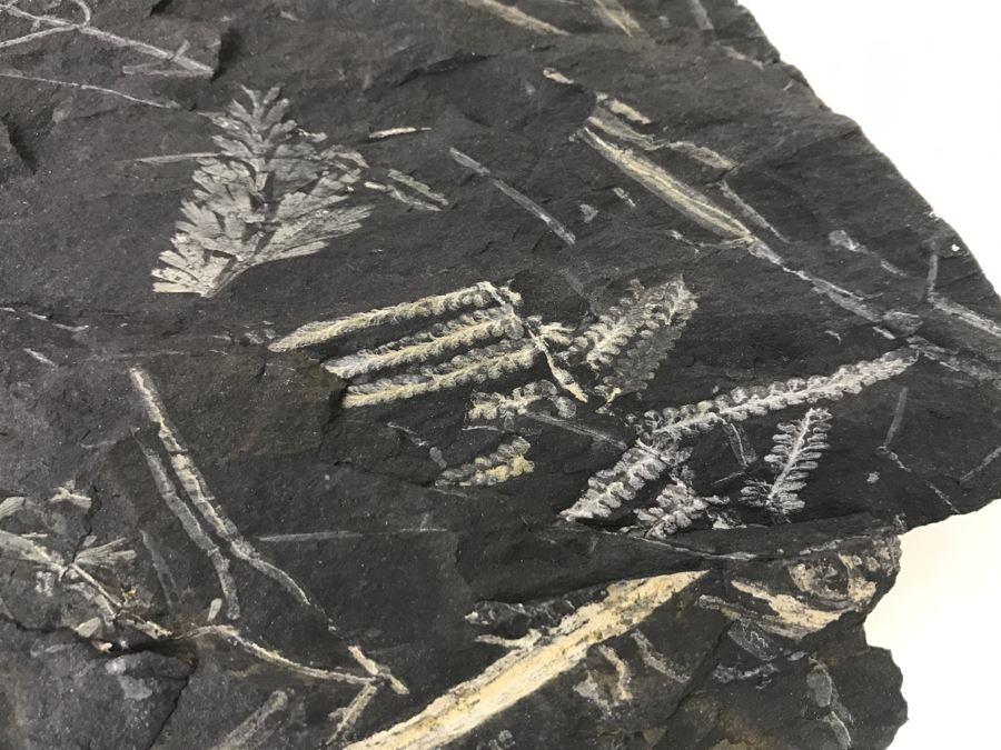 Old Fossils On Front And Back Of Slate Slab - 1'8'W X 8'H [Photo 15]