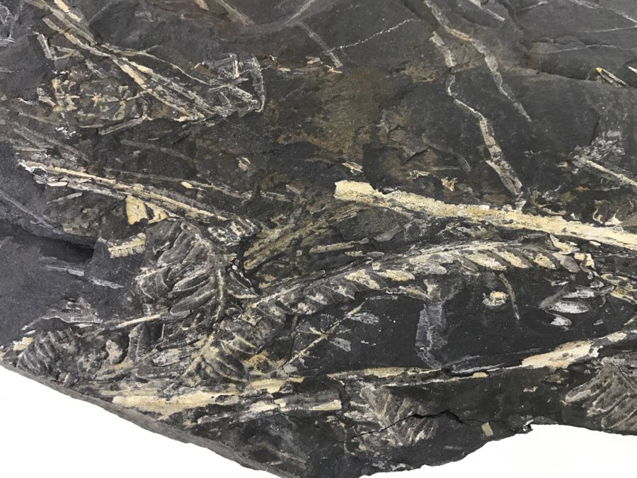 Old Fossils On Front And Back Of Slate Slab - 1'8'W X 8'H [Photo 17]