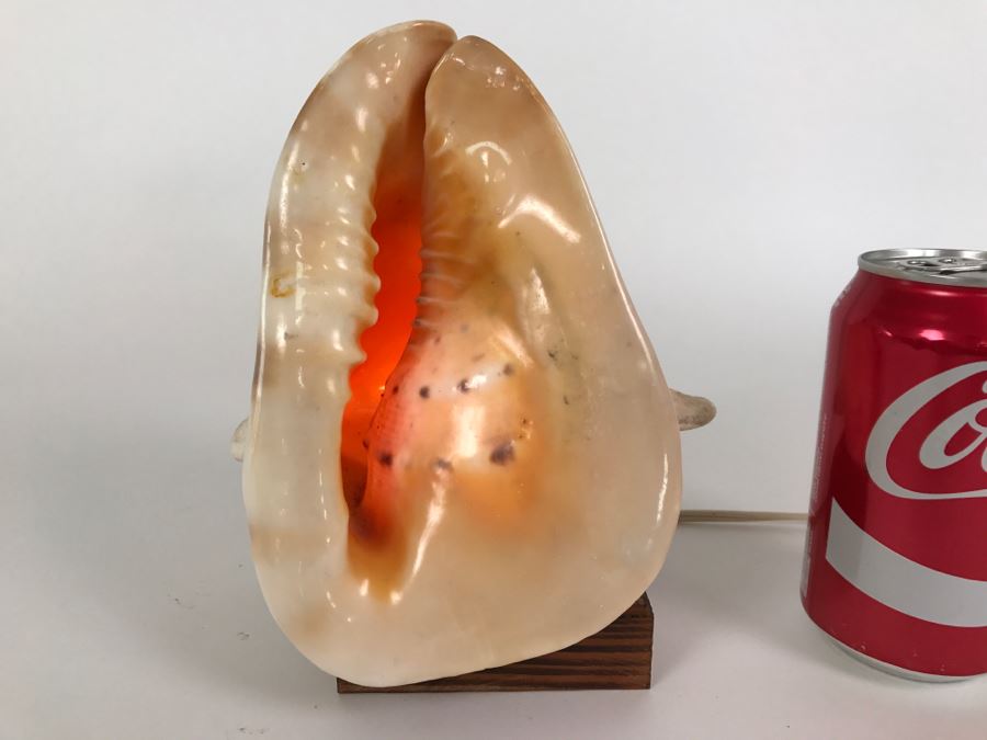 Conch Shell Table Lamp Light With Wooden Base