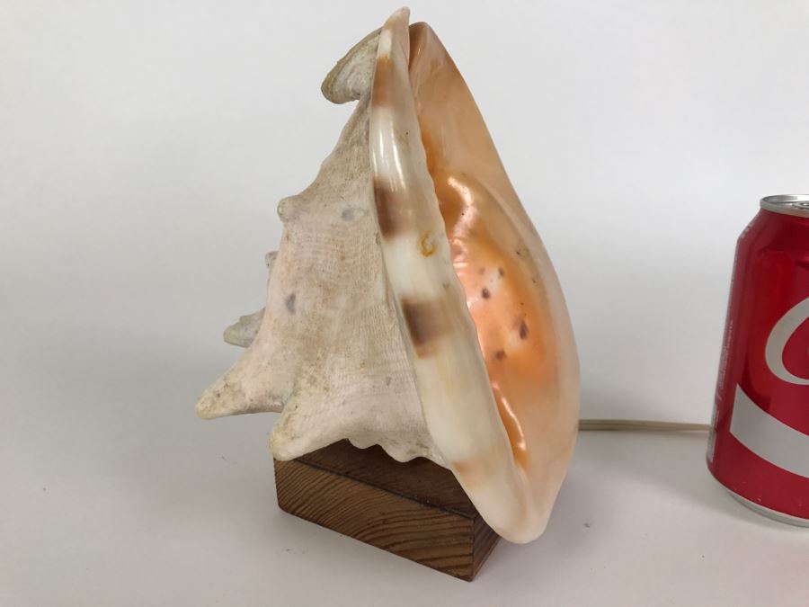 Conch Shell Table Lamp Light With Wooden Base [Photo 2]