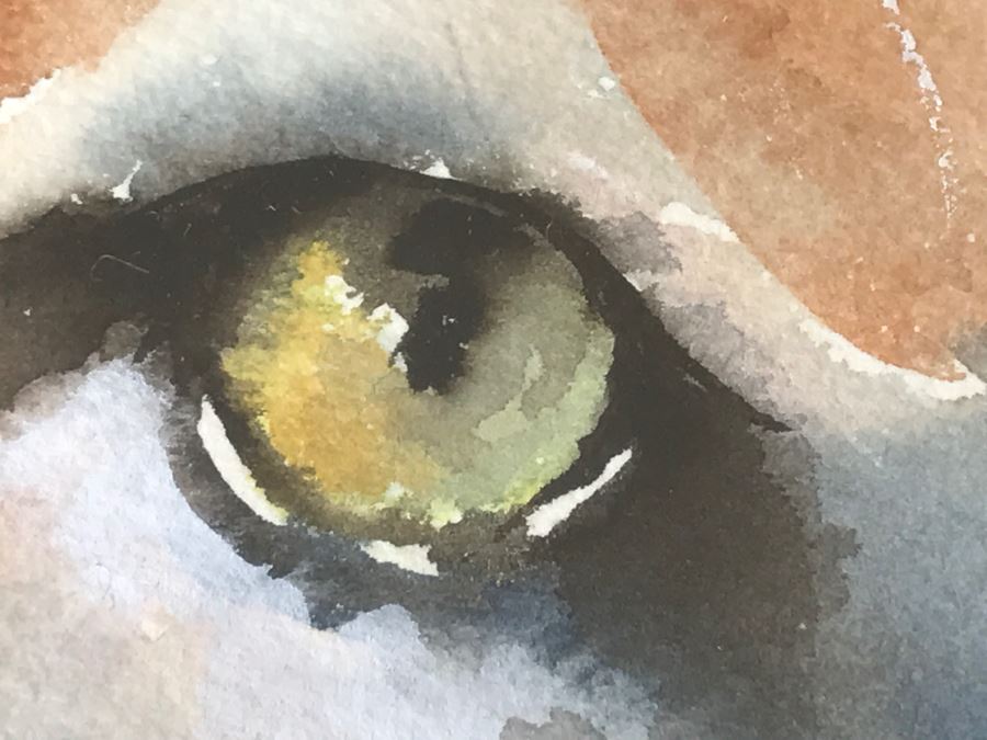 Original Watercolor Of Mountain Lion By Local Artist C Fleming [Photo 11]