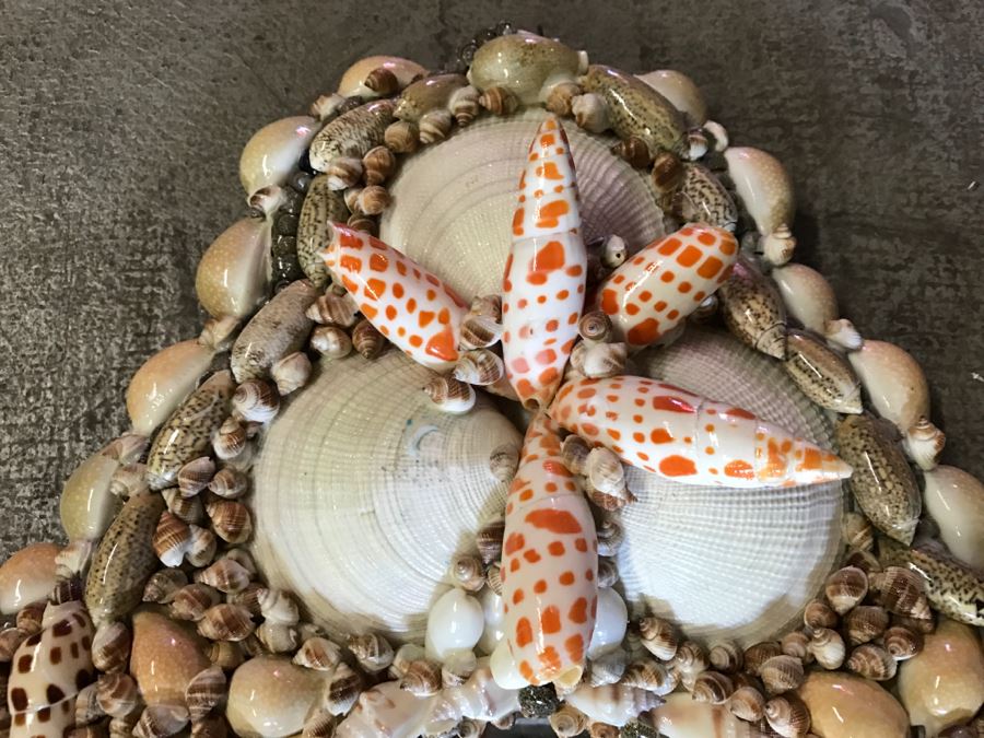 Stunning Seashell Wall Mirror [Photo 10]