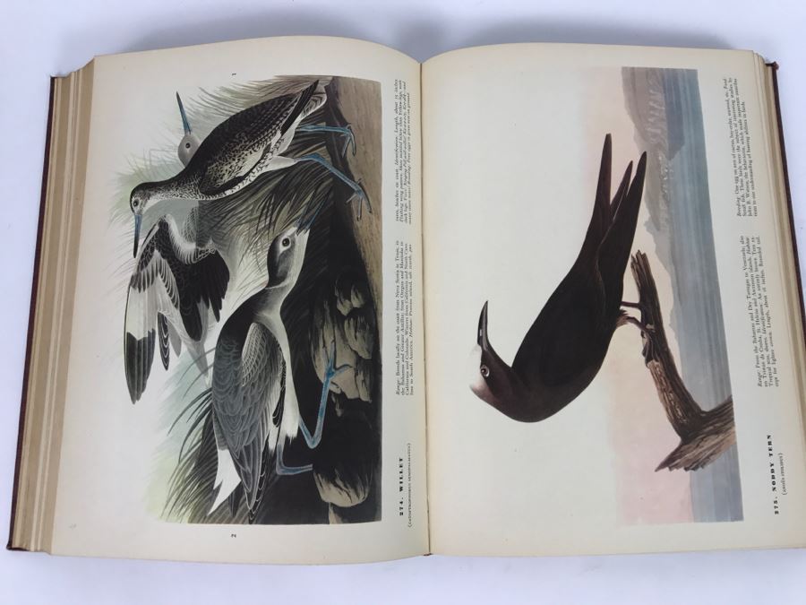 Vintage Book The Birds Of America By John James Audubon - Copyright 1937 By The Macmillan Company - Published 1937, 1941, 1942 [Photo 8]