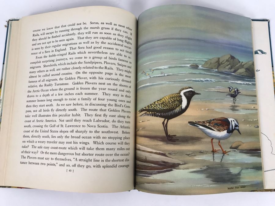 Traveling With The Birds By Rudyerd Boulton Illustrated By Walter Alos Weber - Copyright 1933 By M.A. Donohue And Company [Photo 9]