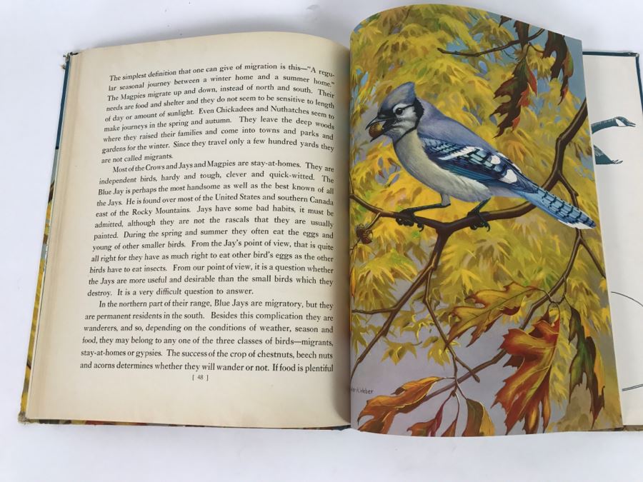 Traveling With The Birds By Rudyerd Boulton Illustrated By Walter Alos Weber - Copyright 1933 By M.A. Donohue And Company [Photo 10]