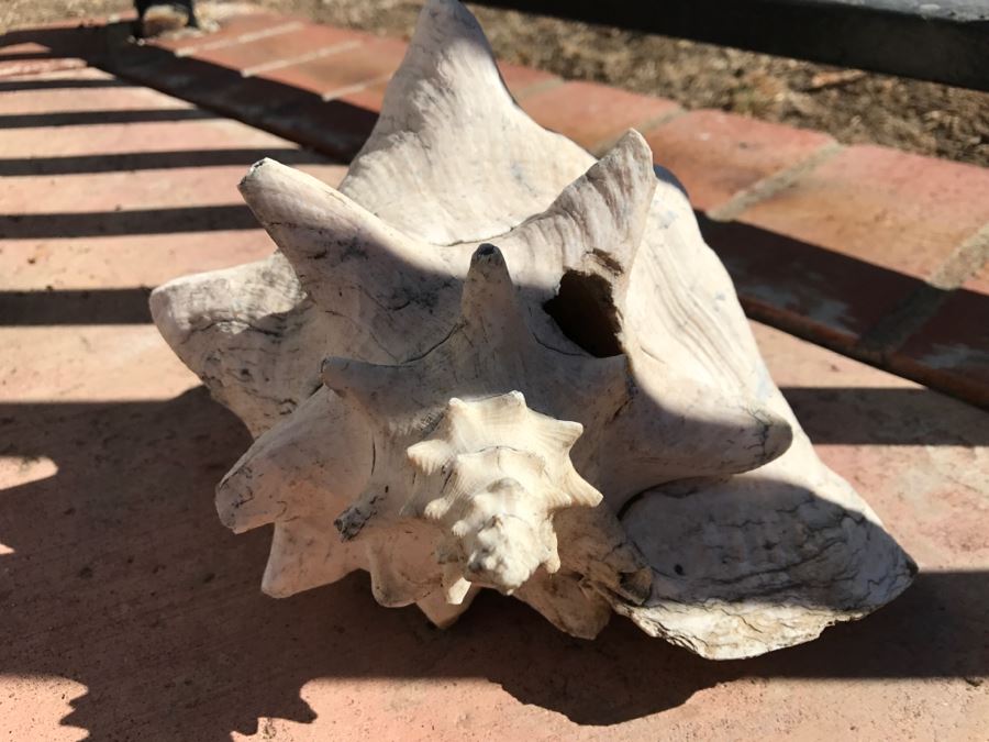 JUST ADDED - Large Clam Shell And Conch Shell [Photo 6]