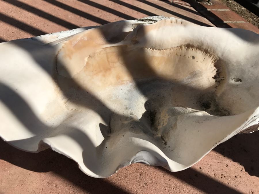 JUST ADDED - Large Clam Shell And Conch Shell [Photo 9]