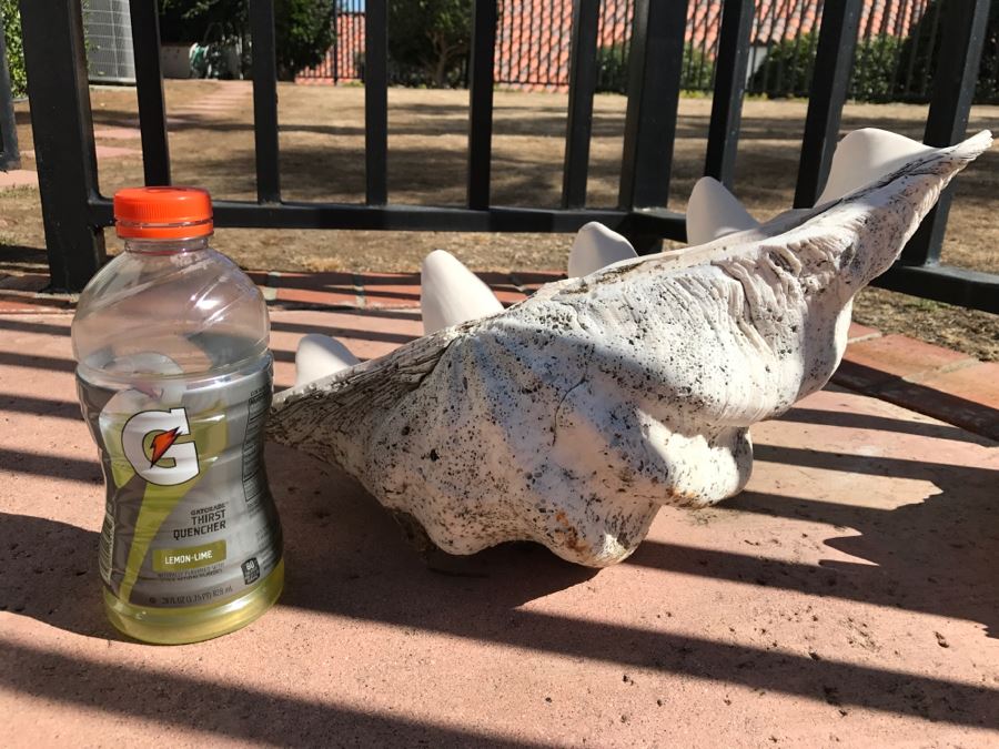 JUST ADDED - Large Clam Shell And Conch Shell [Photo 4]