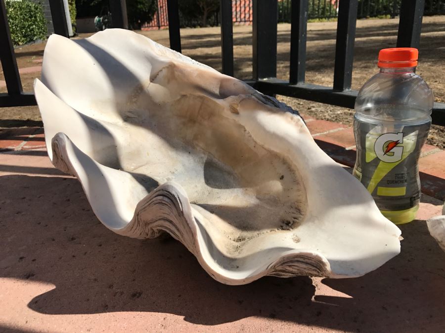 JUST ADDED - Large Clam Shell And Conch Shell [Photo 3]