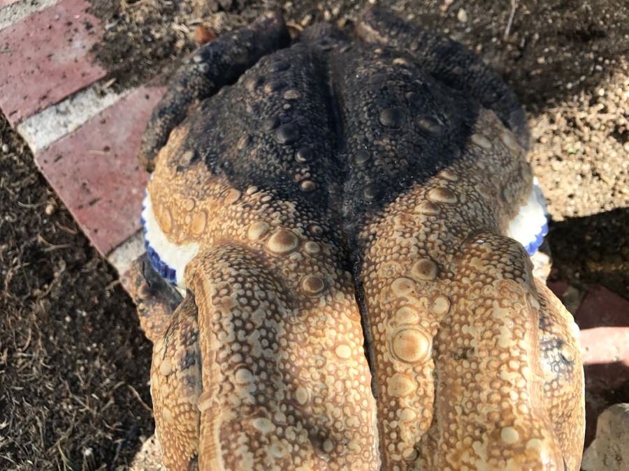 JUST ADDED - (3) Garden Frog Statues Lawn Ornaments [Photo 14]