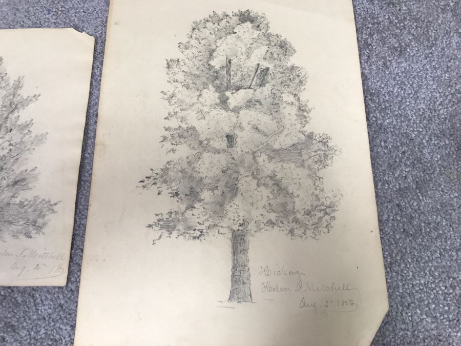 JUST ADDED - (3) Vintage 1858 Original Pencil Sketches Of Trees By Helen Mitchell (On 2 Papers) [Photo 2]