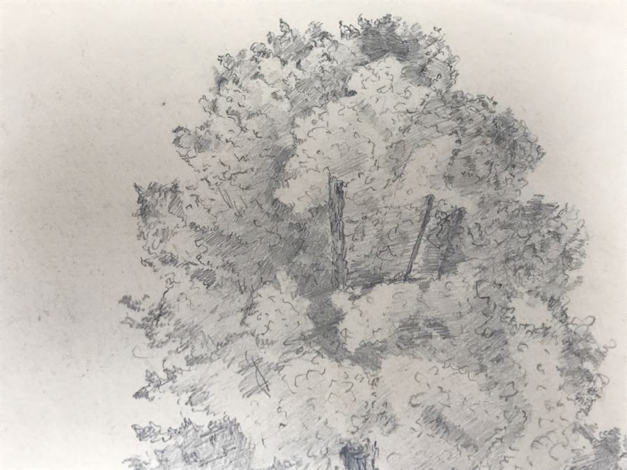 JUST ADDED - (3) Vintage 1858 Original Pencil Sketches Of Trees By Helen Mitchell (On 2 Papers) [Photo 5]