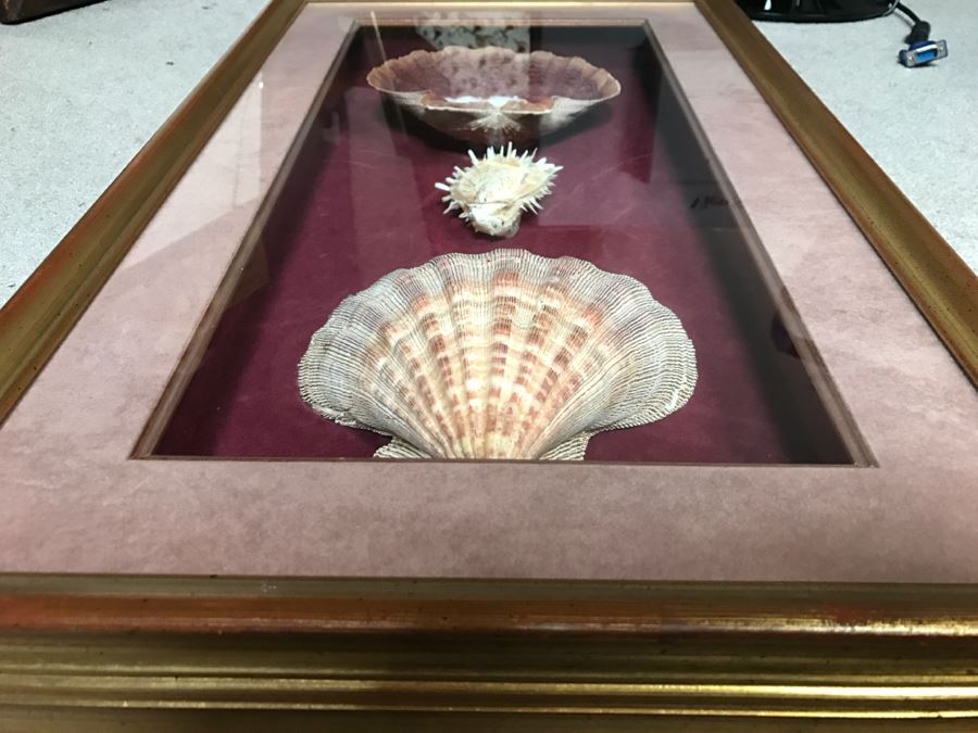 Nice Shadow Box Framed Set Of 3 Seashells [Photo 6]