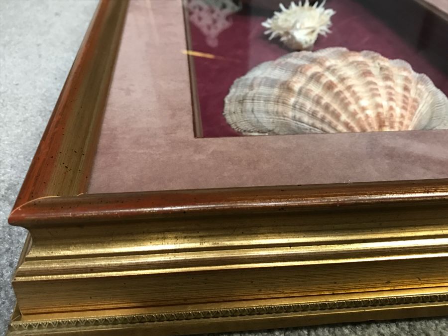 Nice Shadow Box Framed Set Of 3 Seashells [Photo 8]