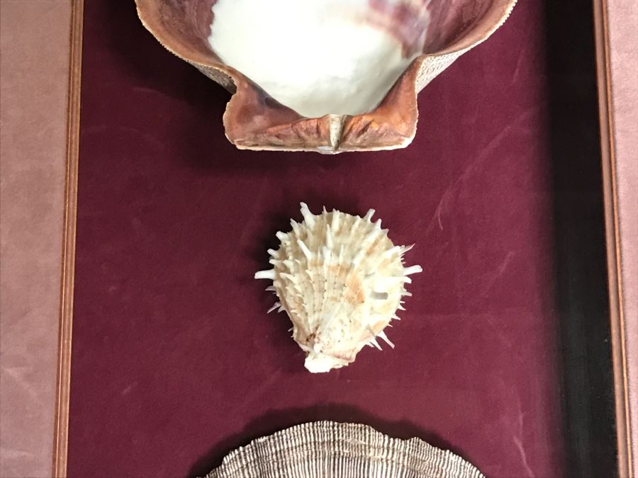 Nice Shadow Box Framed Set Of 3 Seashells [Photo 4]