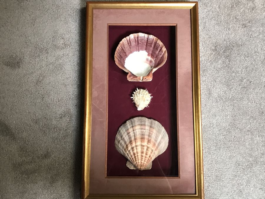 Nice Shadow Box Framed Set Of 3 Seashells [Photo 1]