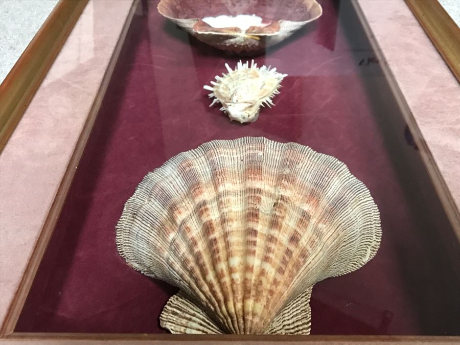 Nice Shadow Box Framed Set Of 3 Seashells [Photo 7]