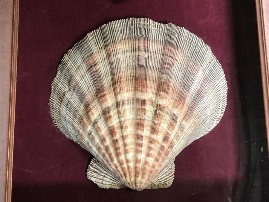 Nice Shadow Box Framed Set Of 3 Seashells [Photo 5]