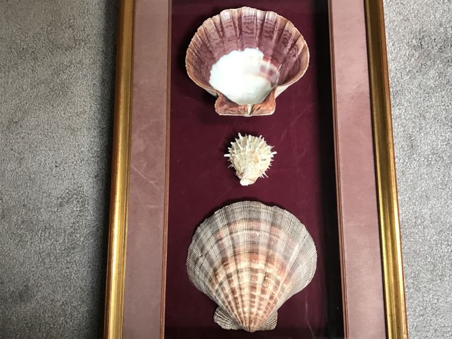 Nice Shadow Box Framed Set Of 3 Seashells [Photo 2]