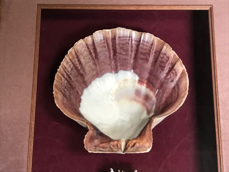 Nice Shadow Box Framed Set Of 3 Seashells [Photo 3]