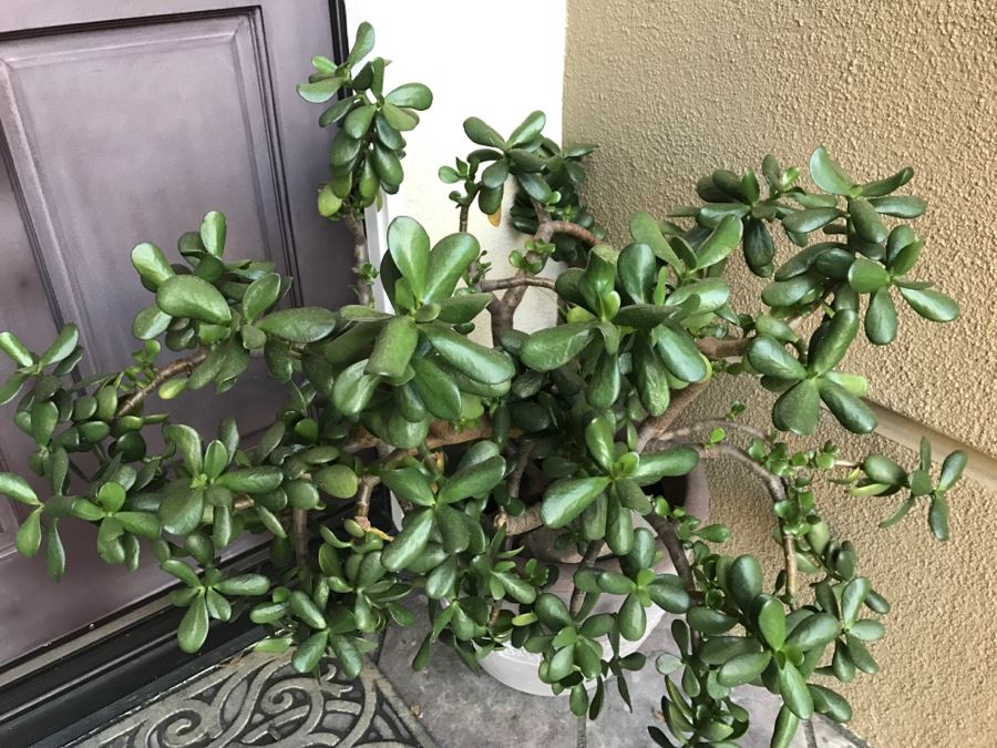 Outdoor Plastic Flower Pot With Jade Plant [Photo 2]