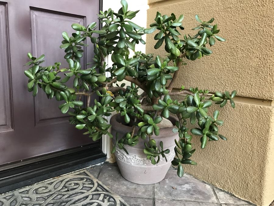 Outdoor Plastic Flower Pot With Jade Plant [Photo 1]
