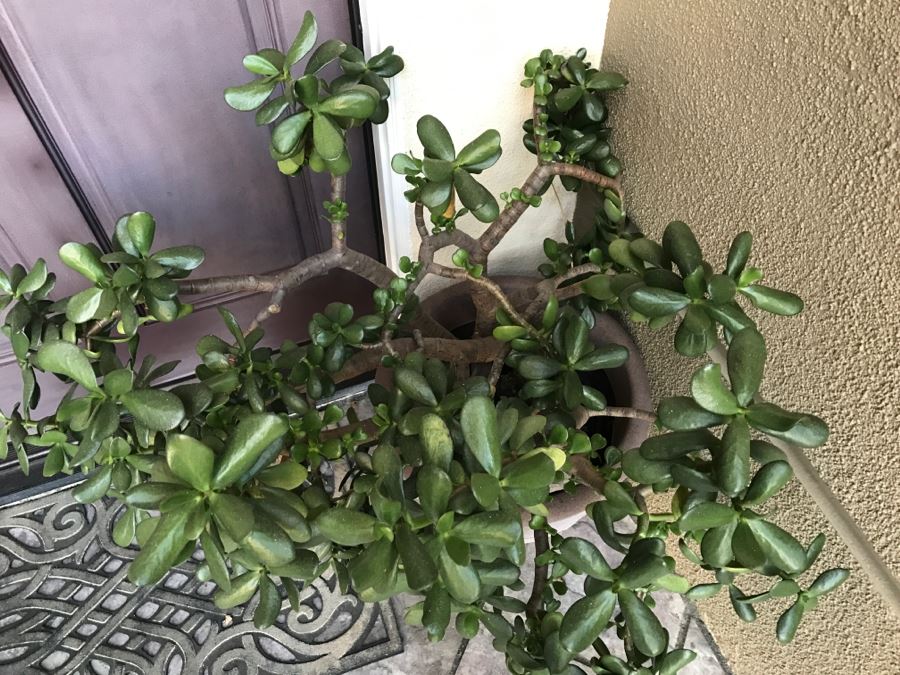 Outdoor Plastic Flower Pot With Jade Plant [Photo 3]