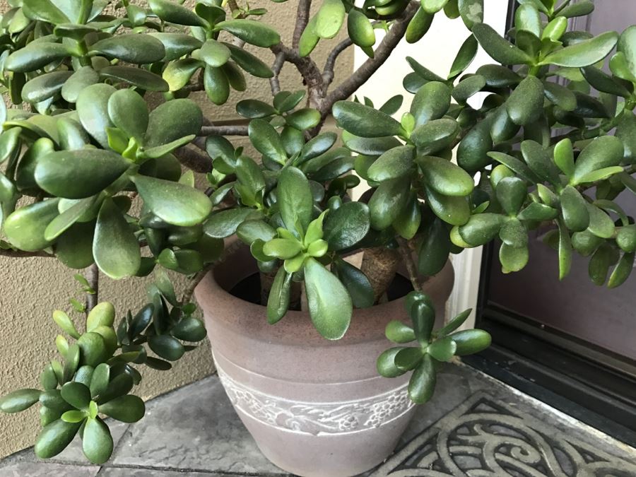 Outdoor Plastic Flower Pot With Jade Plant [Photo 3]