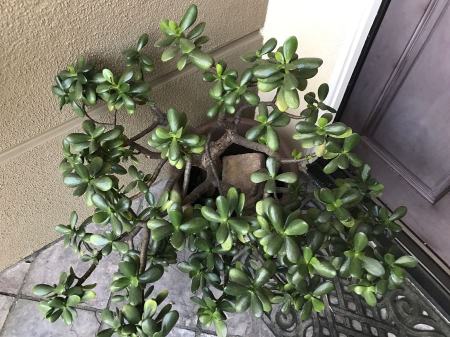 Outdoor Plastic Flower Pot With Jade Plant [Photo 4]